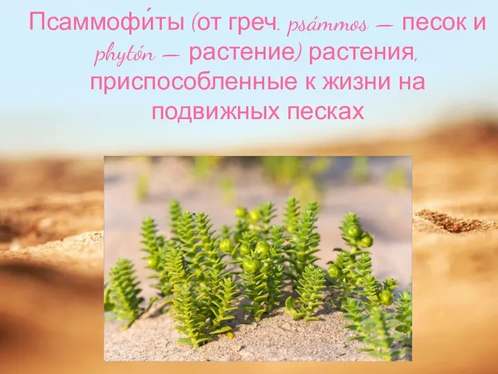 Псаммофи́ты (от греч. psámmos — песок и phytón — растение) растения, приспособленные