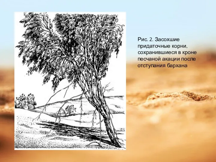 Рис. 2. Засохшие придаточные корни, сохранившиеся в кроне песчаной акации после отступания бархана
