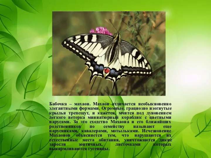 Бабочка – махаон. Махаон отличается необыкновенно элегантными формами. Огромные, грациозно изогнутые крылья