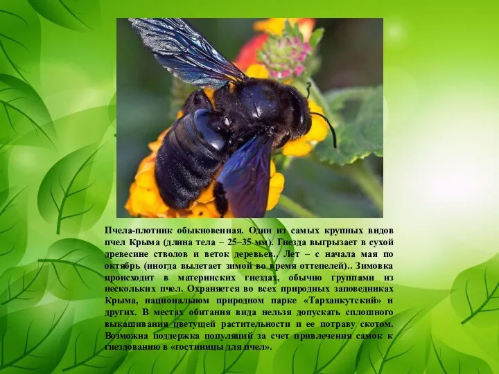 Пчела-плотник обыкновенная. Один из самых крупных видов пчел Крыма (длина тела –