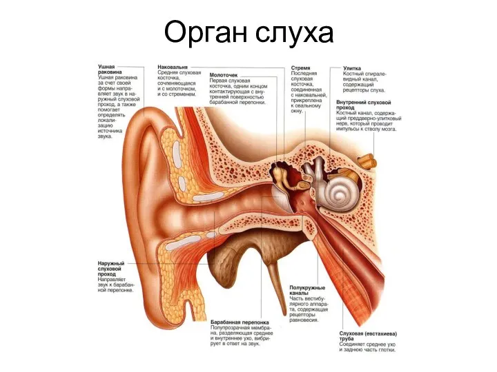 Орган слуха