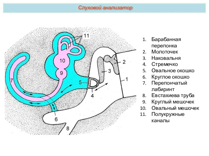 Слуховой анализатор Барабанная перепонка Молоточек Наковальня Стремечко Овальное окошко Круглое окошко Перепончатый