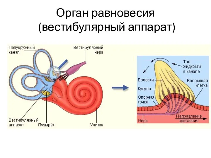 Орган равновесия (вестибулярный аппарат)