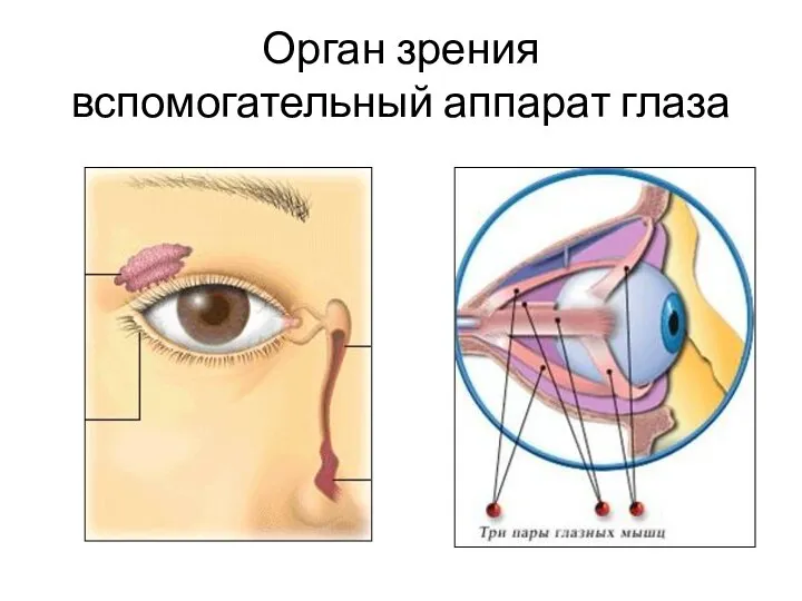 Орган зрения вспомогательный аппарат глаза