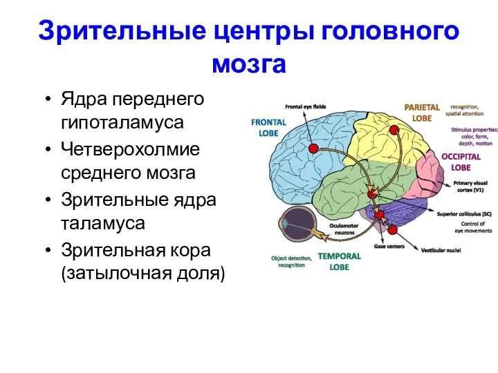 Зрительные центры головного мозга Ядра переднего гипоталамуса Четверохолмие среднего мозга Зрительные ядра