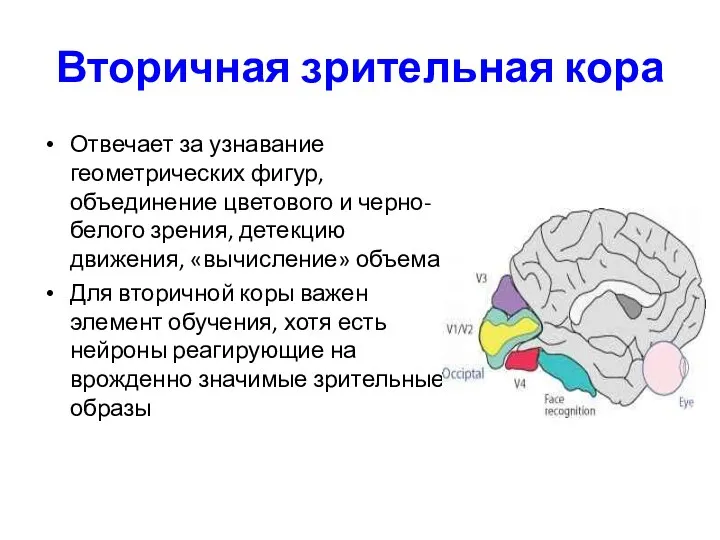 Вторичная зрительная кора Отвечает за узнавание геометрических фигур, объединение цветового и черно-белого