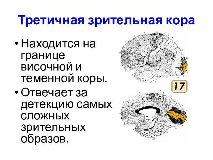 Третичная зрительная кора Находится на границе височной и теменной коры. Отвечает за