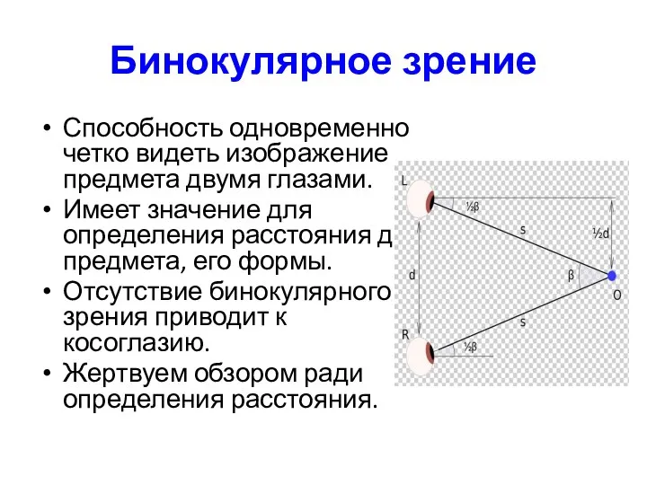 Бинокулярное зрение Способность одновременно четко видеть изображение предмета двумя глазами. Имеет значение