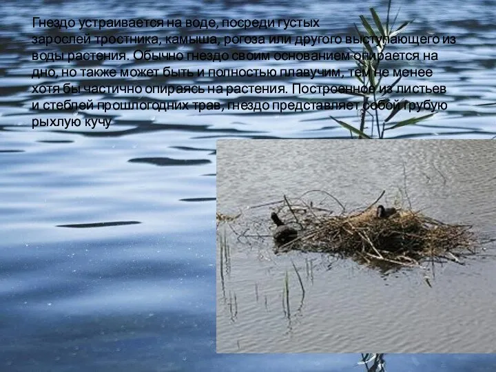 Гнездо устраивается на воде, посреди густых зарослей тростника, камыша, рогоза или другого