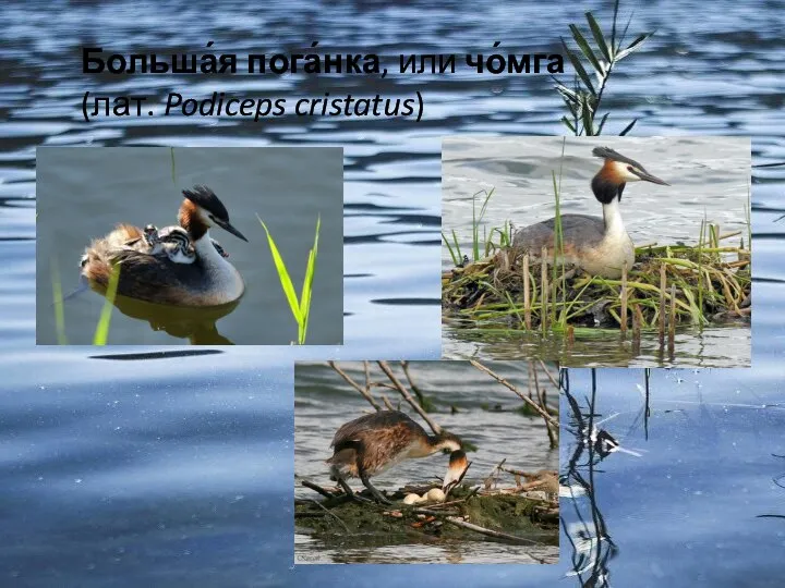 Больша́я пога́нка, или чо́мга (лат. Podiceps cristatus)