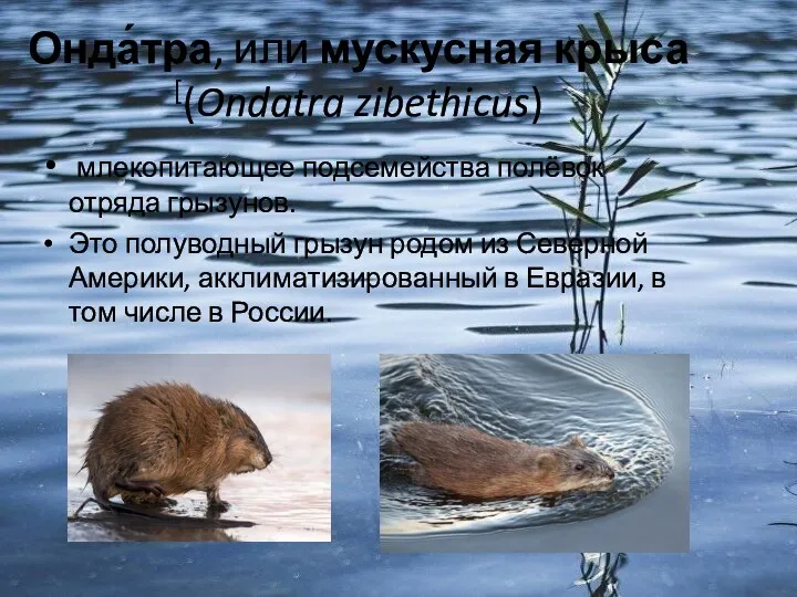 Онда́тра, или мускусная крыса[(Ondatra zibethicus) млекопитающее подсемейства полёвок отряда грызунов. Это полуводный