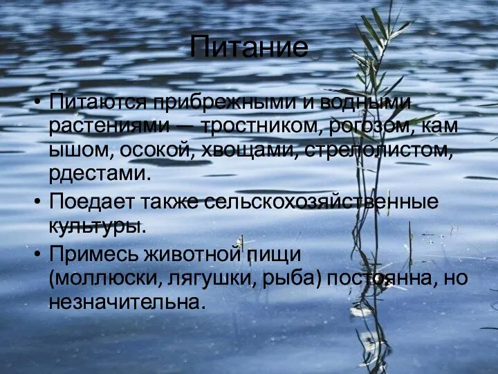 Питание Питаются прибрежными и водными растениями — тростником, рогозом, камышом, осокой, хвощами,