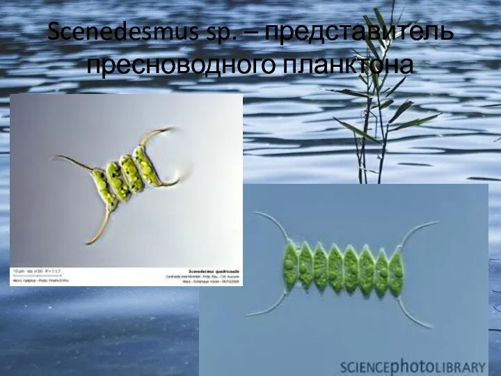Scenedesmus sp. – представитель пресноводного планктона