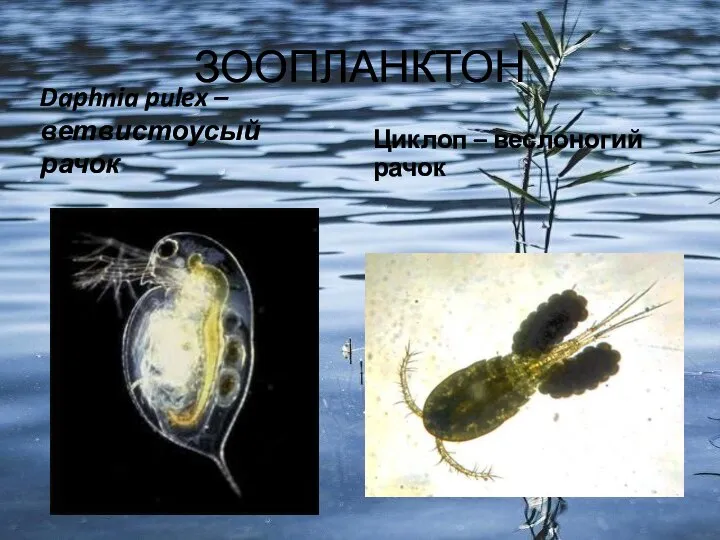 ЗООПЛАНКТОН Daphnia pulex – ветвистоусый рачок Циклоп – веслоногий рачок