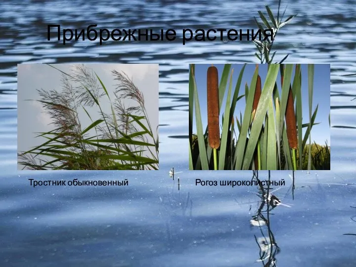 Прибрежные растения Тростник обыкновенный Рогоз широколистный