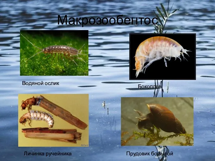 Макрозообентос Водяной ослик Бокоплав Личинка ручейника Прудовик большой