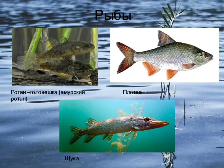 Рыбы Ротан –головешка (амурский ротан) Плотва Щука