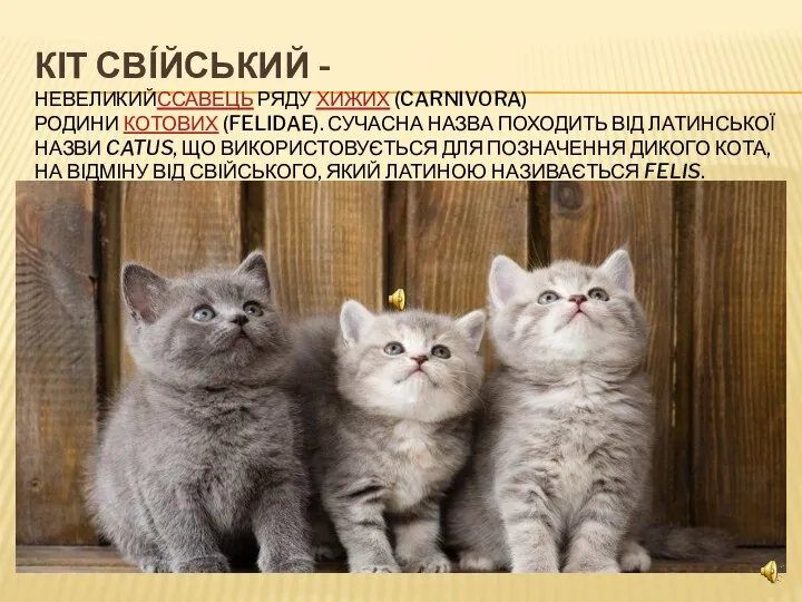 КІТ СВІ́ЙСЬКИЙ -НЕВЕЛИКИЙССАВЕЦЬ РЯДУ ХИЖИХ (CARNIVORA) РОДИНИ КОТОВИХ (FELIDAE). СУЧАСНА НАЗВА ПОХОДИТЬ