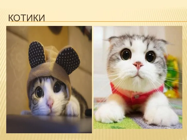 КОТИКИ