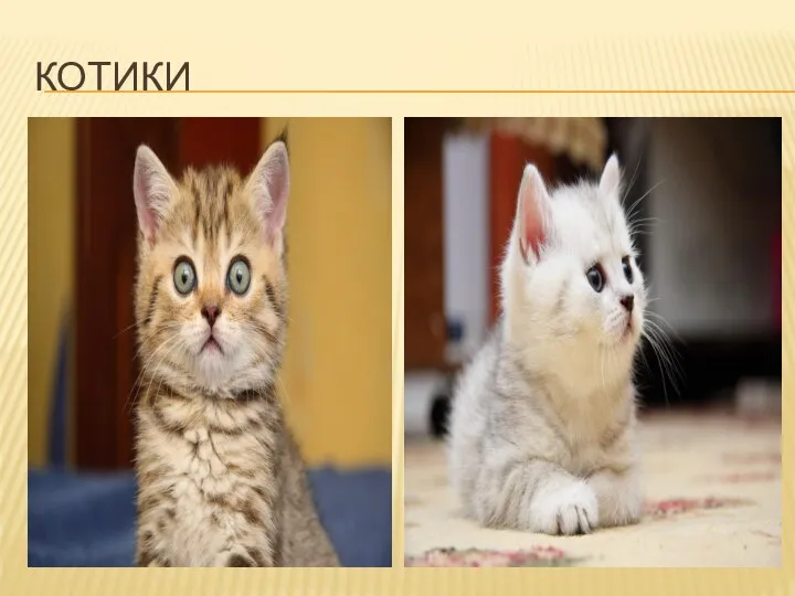 КОТИКИ