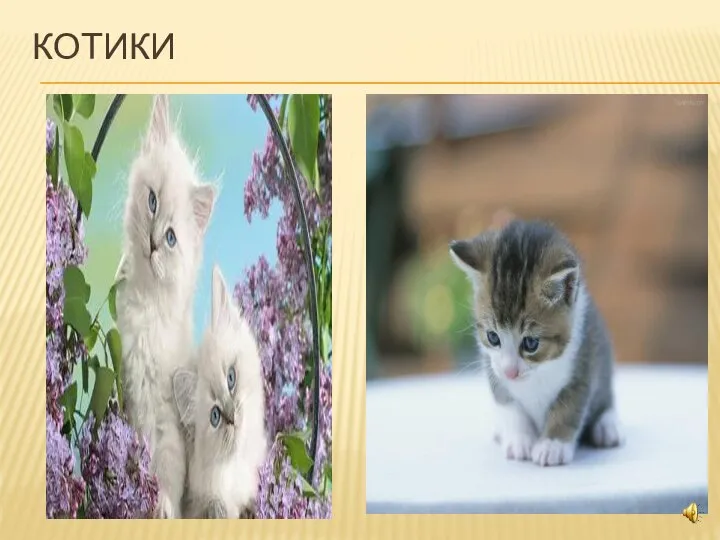 КОТИКИ