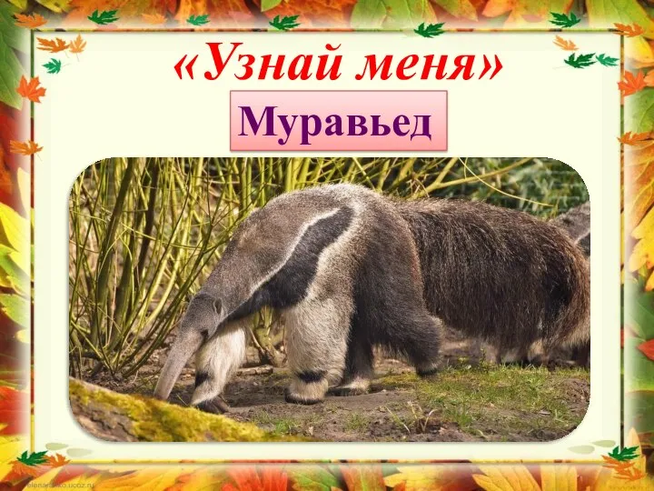 «Узнай меня» Муравьед