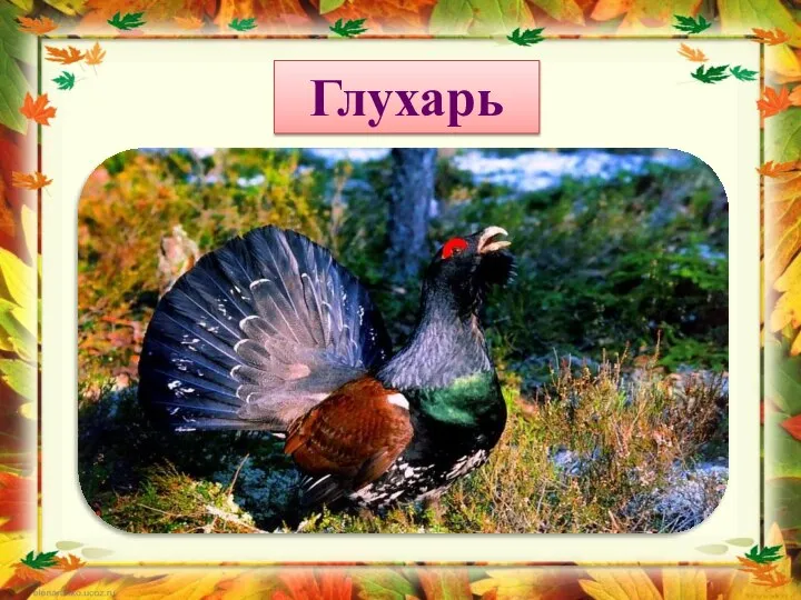 Глухарь