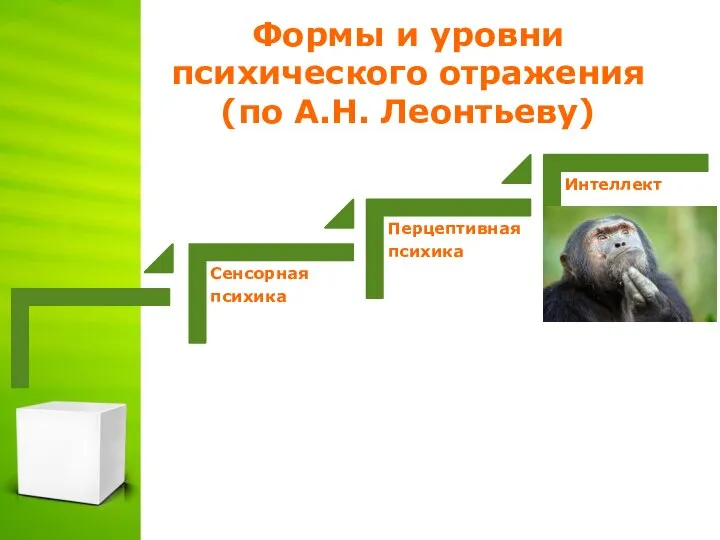 Формы и уровни психического отражения (по А.Н. Леонтьеву)