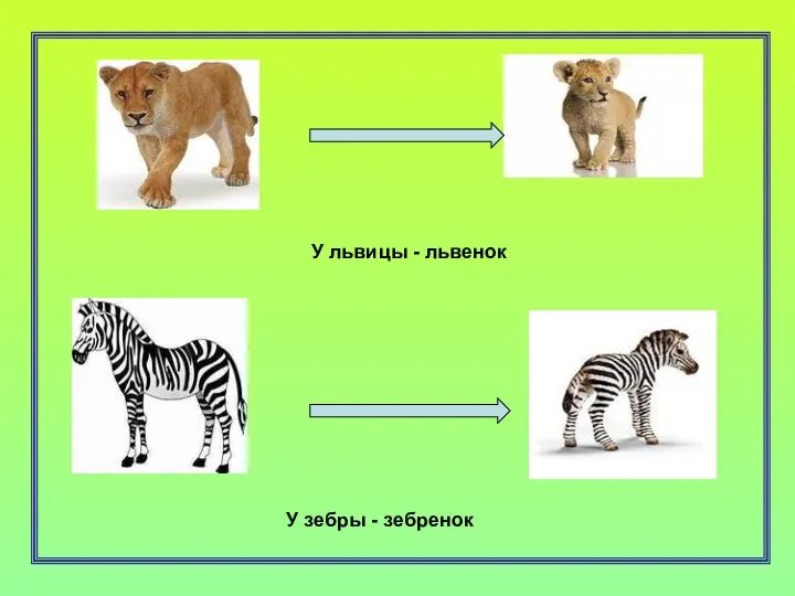 У львицы - львенок У зебры - зебренок