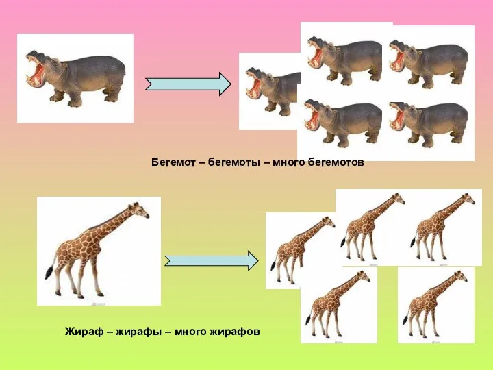 Бегемот – бегемоты – много бегемотов Жираф – жирафы – много жирафов