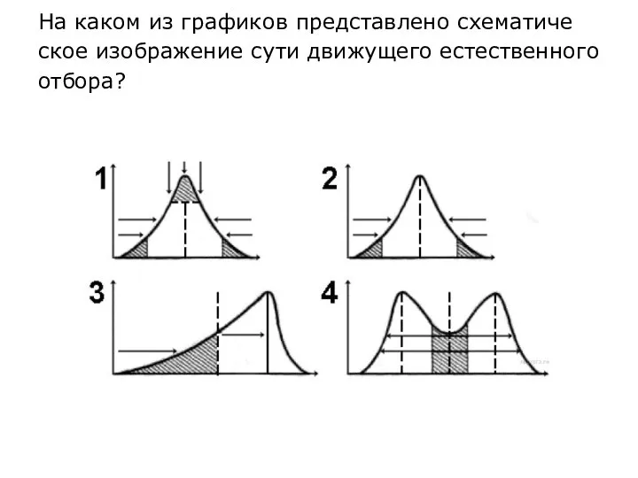 На каком из гра­фи­ков пред­став­ле­но схе­ма­ти­че­ское изоб­ра­же­ние сути дви­жу­ще­го есте­ствен­но­го отбора?