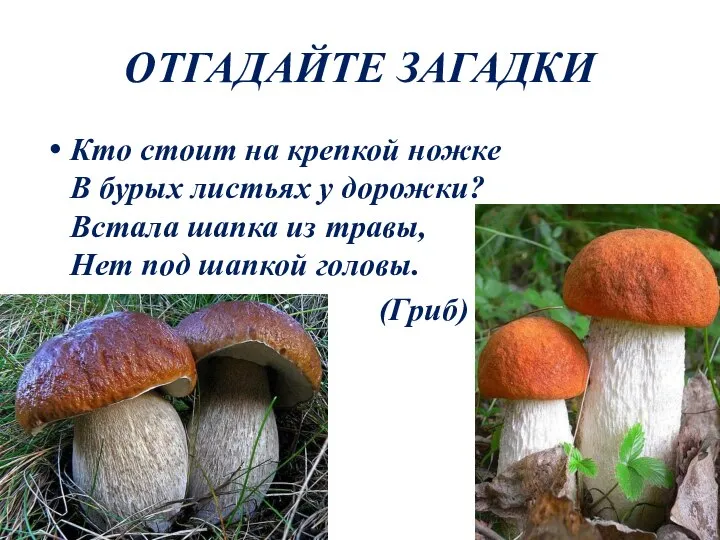 ОТГАДАЙТЕ ЗАГАДКИ Кто стоит на крепкой ножке В бурых листьях у дорожки?