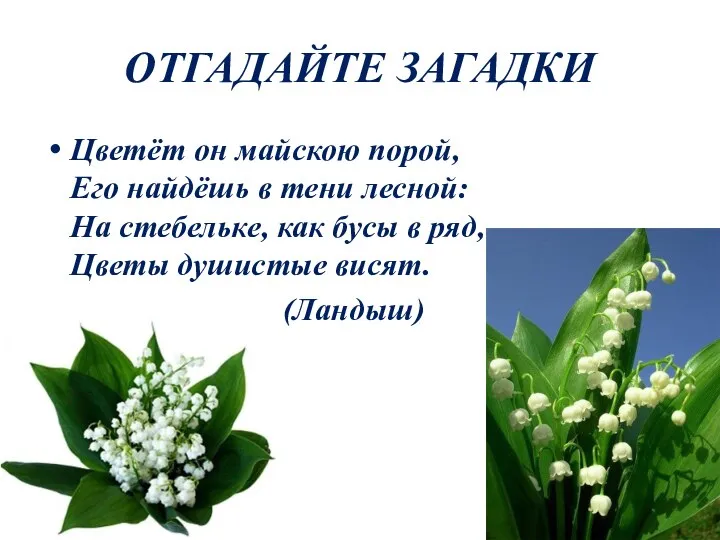 ОТГАДАЙТЕ ЗАГАДКИ Цветёт он майскою порой, Его найдёшь в тени лесной: На