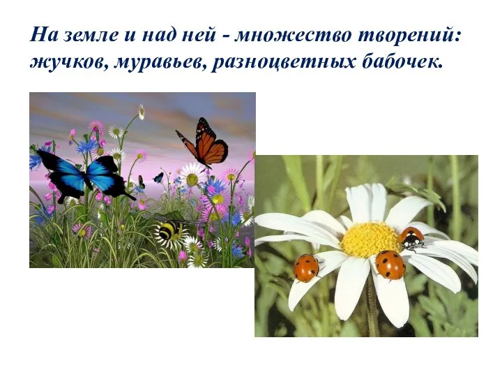 На земле и над ней - множество творений: жучков, муравьев, разноцветных бабочек.