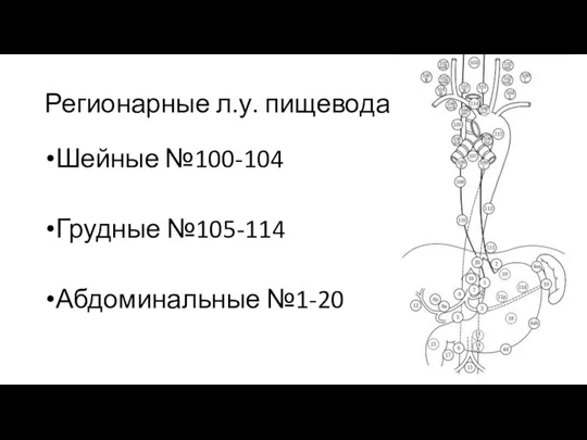 Шейные №100-104 Грудные №105-114 Абдоминальные №1-20 Регионарные л.у. пищевода
