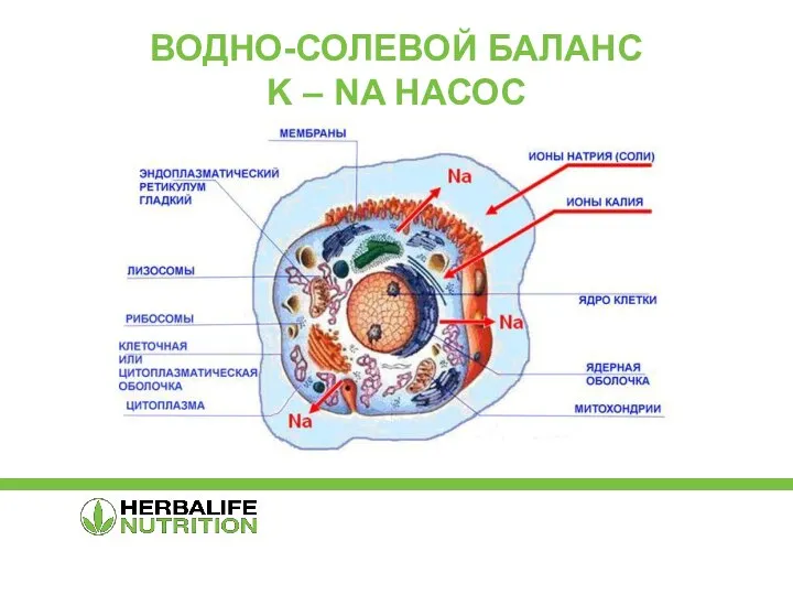 ВОДНО-СОЛЕВОЙ БАЛАНС K – NA НАСОС