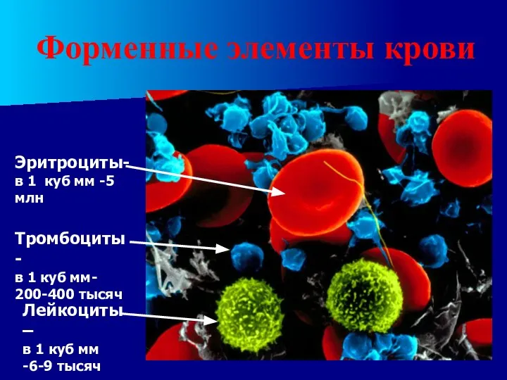 Форменные элементы крови Эритроциты- в 1 куб мм -5 млн Лейкоциты –
