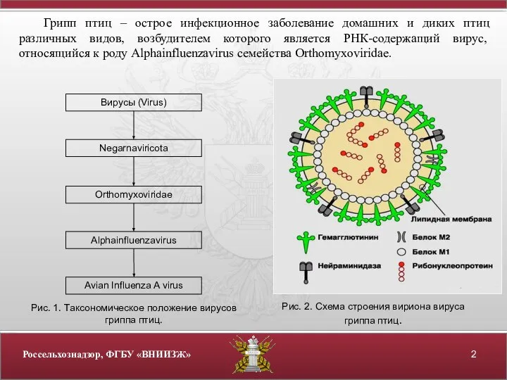 Грипп птиц – острое инфекционное заболевание домашних и диких птиц различных видов,