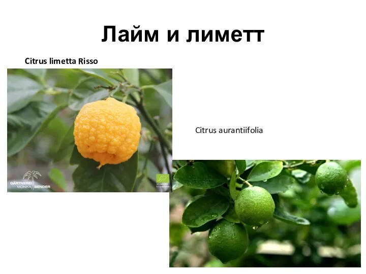 Лайм и лиметт Citrus limetta Risso Citrus aurantiifolia