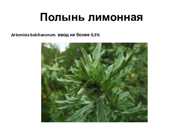 Полынь лимонная Artemisia balchanorum ввод не более 0,5%