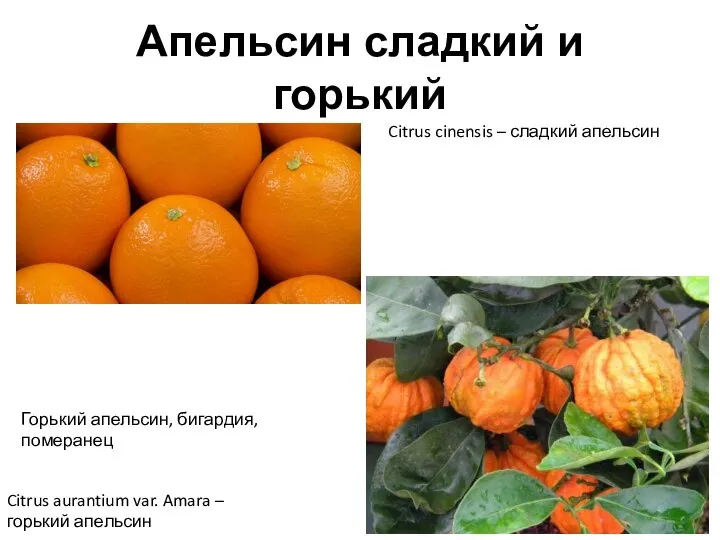 Апельсин сладкий и горький Citrus cinensis – сладкий апельсин Citrus aurantium var.