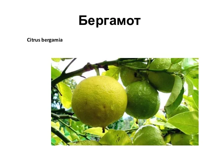 Бергамот Citrus bergamia
