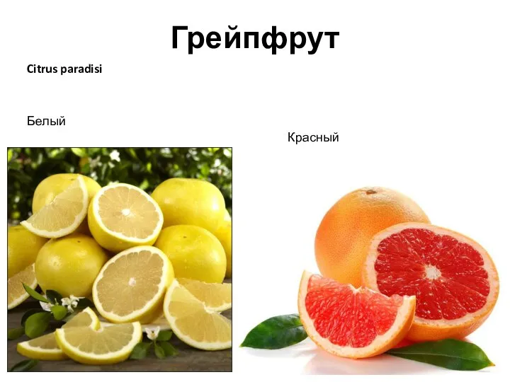 Грейпфрут Citrus paradisi Белый Красный