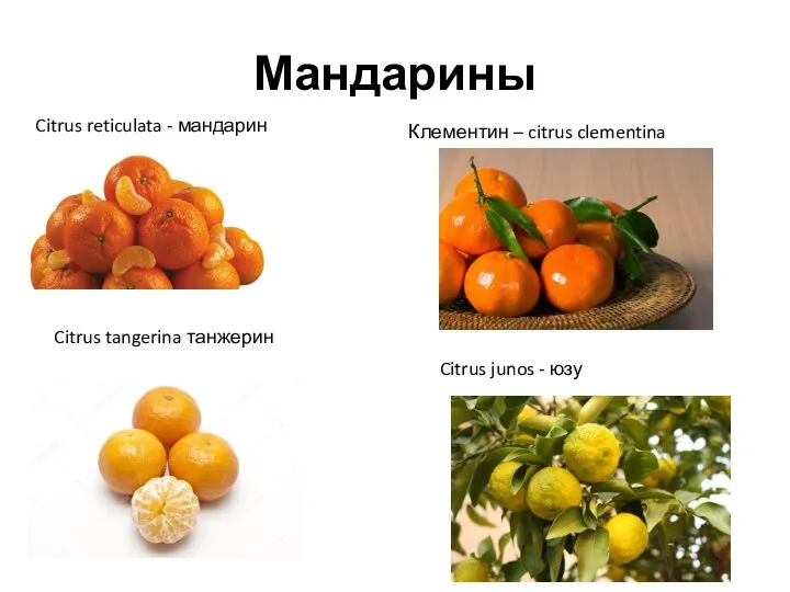 Мандарины Citrus reticulata - мандарин Клементин – citrus clementina Citrus tangerina танжерин Citrus junos - юзу