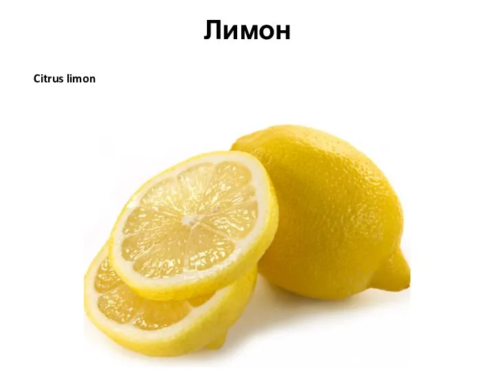 Лимон Citrus limon