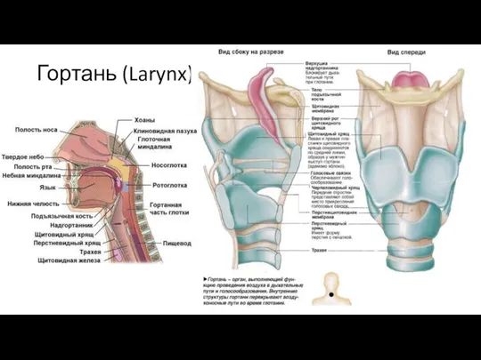 Гортань (Larynx)
