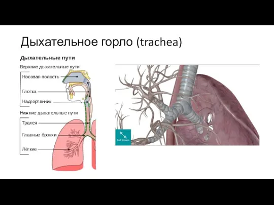 Дыхательное горло (trachea)
