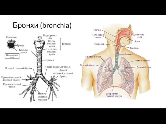 Бронхи (bronchia)
