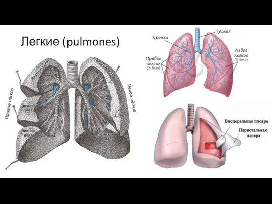 Легкие (pulmones)