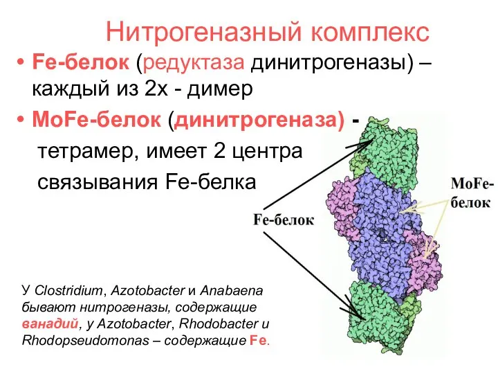 Нитрогеназный комплекс Fe-белок (редуктаза динитрогеназы) – каждый из 2х - димер MoFe-белок